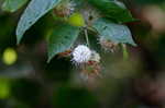 Buttonbush